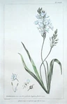 Antique Botanical Print Ornithogalum, Star Of Bethlehem Philip Miller 1760. Fixed Price $102.23.