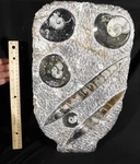 Four! Polished Goniatite Fossils & Two Orthoceras Huge Matrix Morocco 5154GR. Fixed Price $149.99.