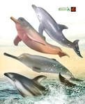 Dolphin Toy Model Figures By Collecta Choice Of 4 For Cakes Dioramas New. Fixed Price $13.34.