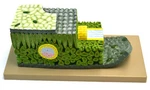 Micro Structure Of Dicot Leaf Model, 500X Life Size, 18 Inches Long. Fixed Price $280.49.